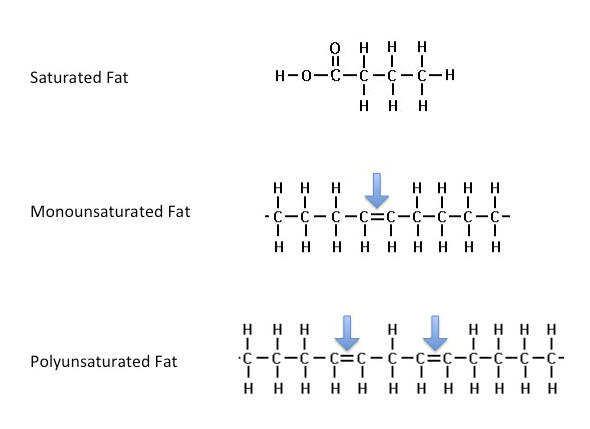 Structure Of Unsaturated Fat 120